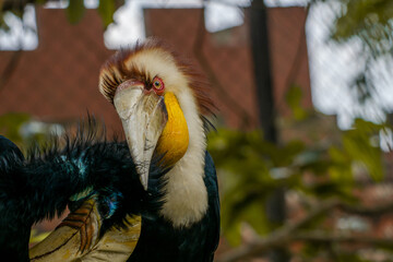 A Rufous Hornbill perched on a tree branch in a zoo, displaying its large beak and striking...