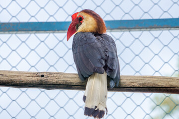 A Rufous Hornbill perched on a tree branch in a zoo, displaying its large beak and striking plumage. The bird is surrounded by the natural beauty of its zoo habitat