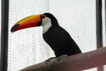 A stunning toco toucan with a bright orange beak perched on a branch at the zoo. The bird vibrant colors and unique beak make it a striking sight in its natural habitat
