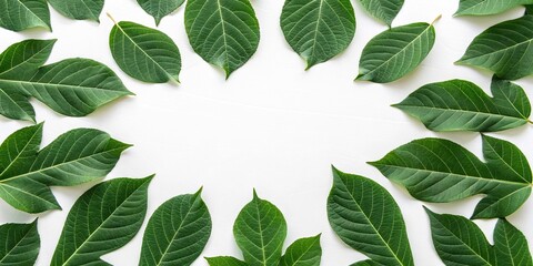 Fototapeta premium Individual green leaves arranged in a circular pattern on a white background, arrangement, , symmetrical, leafy