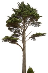 Obraz premium tree isolated