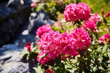 A rock sits next to a bush full of pink flowers. The flowers are in full bloom and the rock is a nice contrast to the bright colors of the flowers