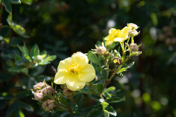 Beautiful yellow flowers on blurred dark background in garden in summer