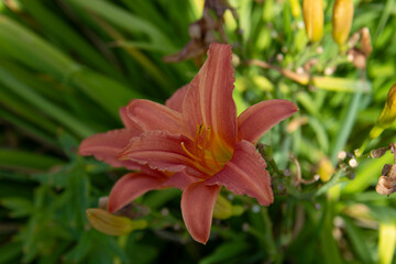 Fototapeta premium Beautiful orange lily on a background of green leaves in the garden in summer