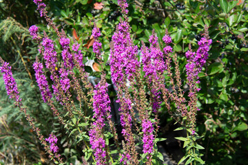 Obraz premium Beautiful pink flowers in the garden in summer