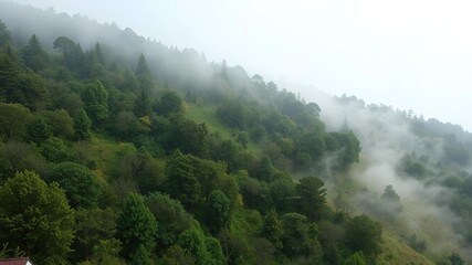 Fototapeta premium A hillside view in the morning with a dense forest and foggy atmosphere, mist, morning, hill