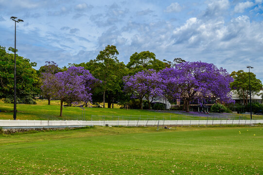 The photo was taken on the streets of Sydney, featuring blooming jacarandas