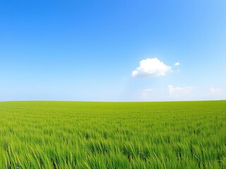 Fototapeta premium A vast expanse of emerald-green grass forms a picturesque backdrop against a bright and fluffy white cloud that floats serenely in the blue sky, natural beauty, cloud
