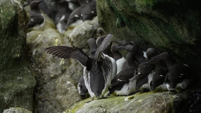 A close-up view of a group of thick-billed murres on a rocky ledge. The birds gather tightly together under the natural shelter of the rocks.