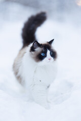 A blue-eyed ragdoll cat walks through a snowy winter landscape