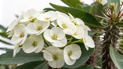 Obraz premium White euphorbia flowers with delicate petals and prominent central spines on a mature plant, cactus family, white flower, botanical specimen, succulent in bloom, flowering cactus