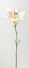 Bright white lily with striking orange patterns and water droplets, elegant, nature photography