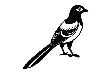 Obraz premium magpie vector illustration with white background