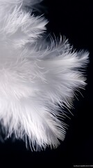 Obraz premium Pure White Feather Floating Elegantly Dark Contrast Background Stunning Photo