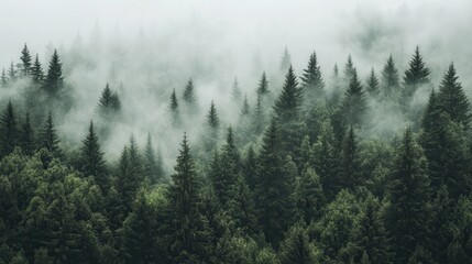 A misty forest landscape with tall evergreen trees shrouded in fog, creating a serene and mysterious atmosphere.