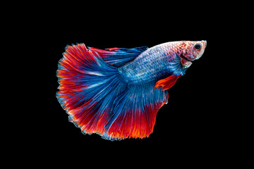 Fototapeta premium Blue Red siamese fighting fish , Betta splendent fish, Colurful fish. Isotalted on black background.