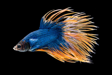 Blue Yellow Siam Betta Fish, Fighting Fish, Swimming , Isotalted on black background.