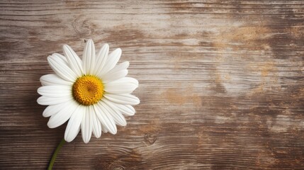 Obraz premium Daisy flower on rustic wooden background showcasing natural beauty and textures