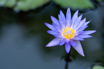 Blue lotus flower in full bloom on calm water, with vibrant petals and a serene background. Perfect for wallpapers or nature themes
