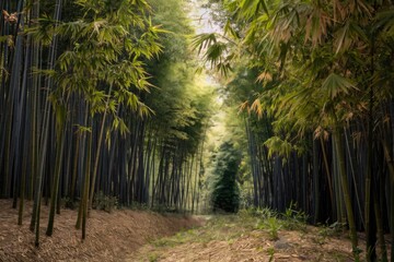 Fototapeta premium Path leading through a lush bamboo forest