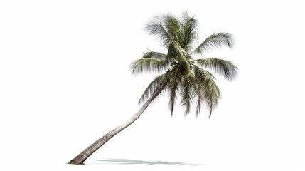 Obraz premium Coconut palm tree isolated on a white background highlighting tropical nature and serene vacation vibes for summer designs and concepts
