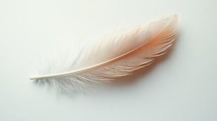 Obraz premium Delicate feather on a clean white background showcasing intricate details and soft textures for artistic or design projects