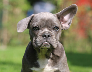 Französische Bulldogge - French Bulldog