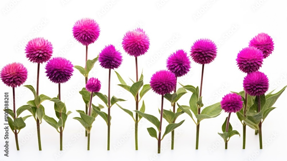Poster vibrant globe amaranth flowers arranged in a row with green leaves on a clean white background showc