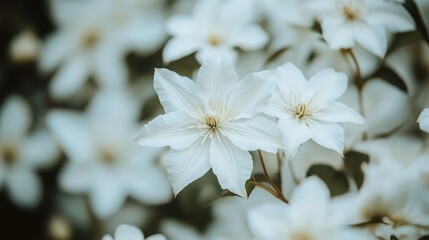 Fragrant white blooms of Clematis flammula in a spring garden with a soft moody atmosphere and plenty of copy space for design use