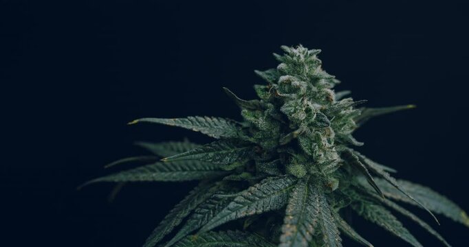 A stunning close-up of a single cannabis bud against a dark blue background. The crystal-clear view highlights trichomes, leaf structure, and the intricate details of the cannabis flower.