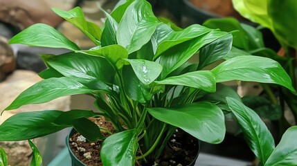 Obraz premium Homalomena rubescens indoor plant with vibrant green foliage in a pot enhances interior decor and brings nature indoors.