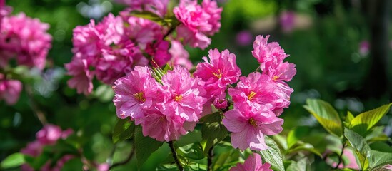 Fototapeta premium Pink Sakura blossoms blooming vibrantly in a serene garden setting during the enchanting spring season showcasing nature's beauty.