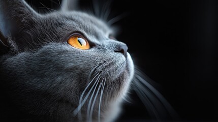 Scottish Fold kitten with striking orange eyes gazing thoughtfully against a dark background, showcasing its unique facial features and charm.