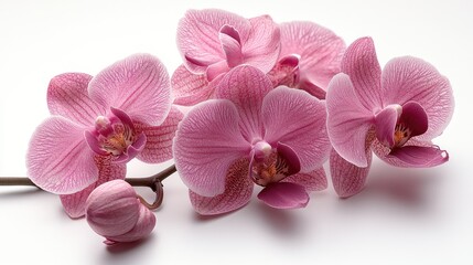 Obraz premium Elegant pink orchid flower cluster with intricate details isolated on a clean white background showcasing natural beauty and grace.
