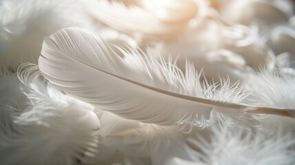 Fototapeta premium Delicate white feathers laid gently on a soft surface, illuminated by soft morning light, creating a serene atmosphere