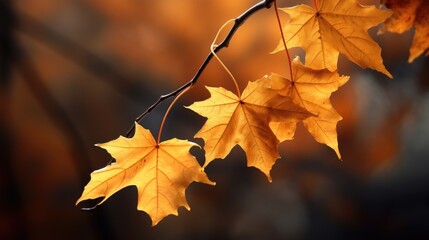 Fototapeta premium Autumn beauty of golden maple leaves on a branch with blurred warm background showcasing seasonal change in nature.