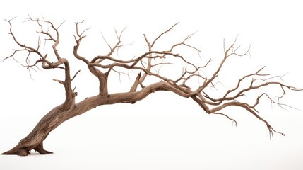 Fototapeta premium Barren tree silhouette on a clean white background showcasing intricate branches and natural beauty