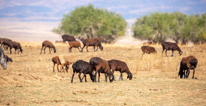 Rams and lambs graze in a meadow. Cattle grazing. A flock of rams walks across an autumn field in search of grass. sheep