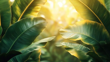 Obraz premium Lush green banana leaves illuminated by sunlight creating a serene tropical background for nature and design themes