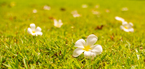 Plumeria flower lies on the lawn. White tropical frangipani flowers on the grass. Tropical...