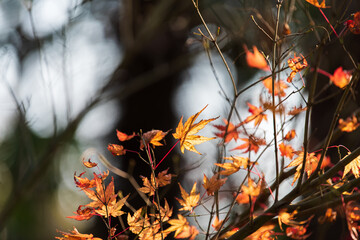 autumn leaves in the sun