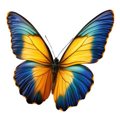 Fototapeta premium Vibrant yellow and blue butterfly isolated transparent background