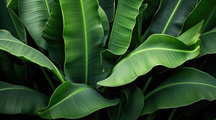 Obraz premium Lush green banana plant leaves creating a vibrant tropical backdrop for nature and botanical themes