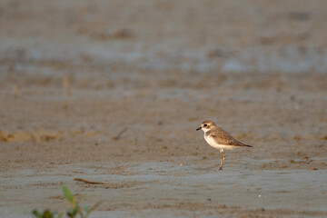 Plover Bird Searching for Food on Sandy Beach