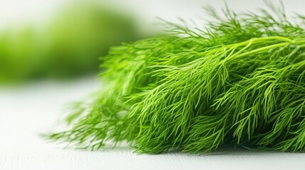 Fototapeta premium Fresh dill sprigs arranged on a white background showcasing vibrant green color and texture suitable for culinary or gardening themes