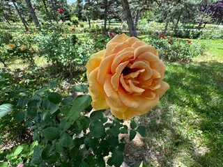 Caramella color floribunda rose close-up. Beautiful Rosa 'Diamond Jubilee' is a yellow caramella...