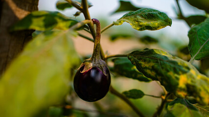 beautiful brinjal