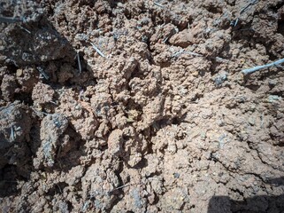 fertile soil ready for planting media, moist fertile soil