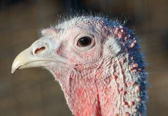 A turkey with a red head and white feathers