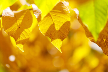 Obraz premium The leaves are yellow and have a shadow on them